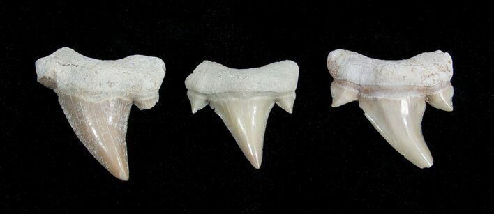 Small Otodus Fossil Shark Teeth #1749